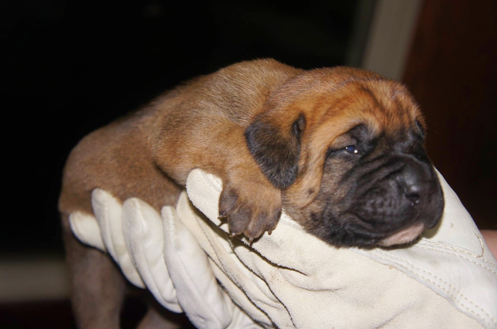 JAPANESE TOSA INU PUPPIES FOR SALE TOSA INU PUPPIES FOR SALE