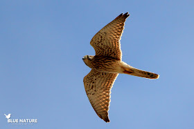 Los cernícalos vulgares (Falco tinnunculus) nos pasaban muy cerca mientras cazaban en los alrededores. Blue Nature