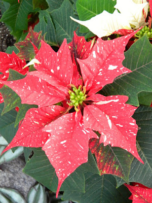 Allan Gardens Conservatory Christmas Flower Show 2015 red speckled poinsettia by garden muses-not another Toronto gardening blog