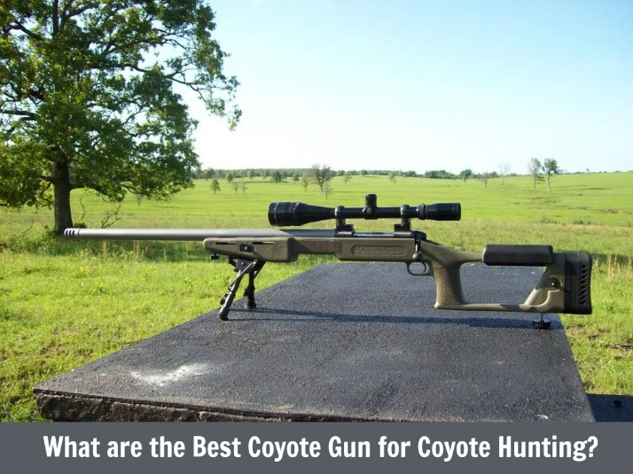 What are the Best Coyote Gun for Hunting? World Informs