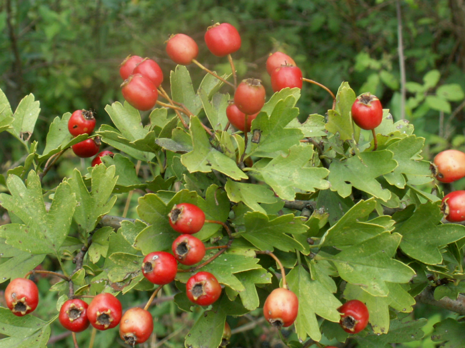 BotanikaSestao Frutos silvestres comestibles