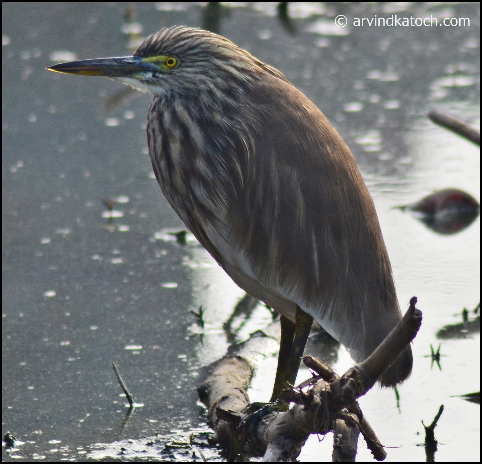 The Indian Pond Heron Pictures and Detail (Ardeola grayii)