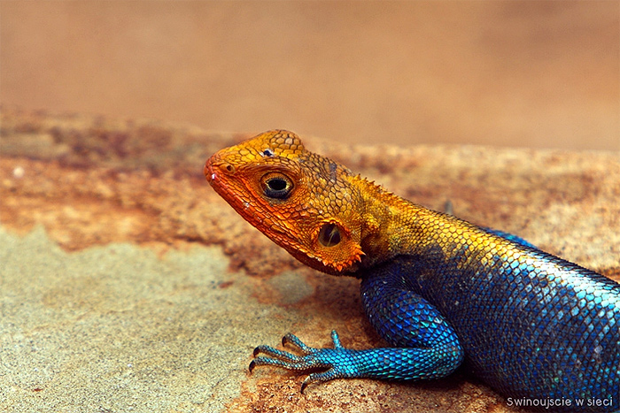 Agama Brodata Hypo Red Pastel