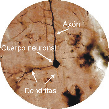Biología y Geología 1º Bachillerato IES El Palo: 2. EL SISTEMA NERVIOSO