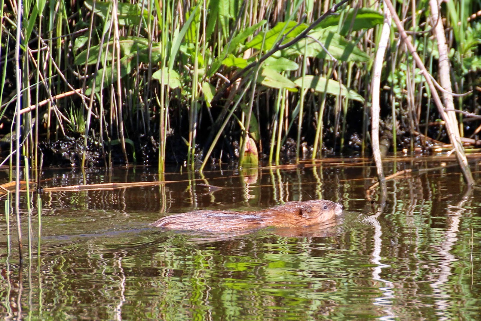Zoogdieren: Nederland : 36
