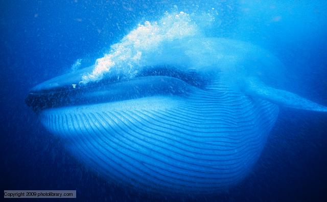 Fantastica Animal: Blue Whale The Biggest Animal in World