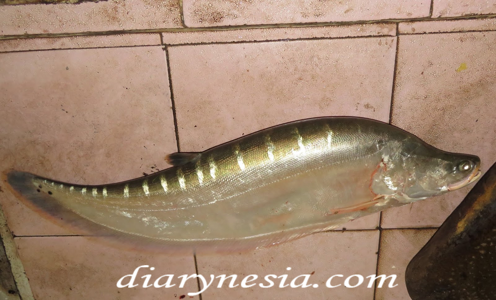 Types of Knife Fish and How to Keep Them