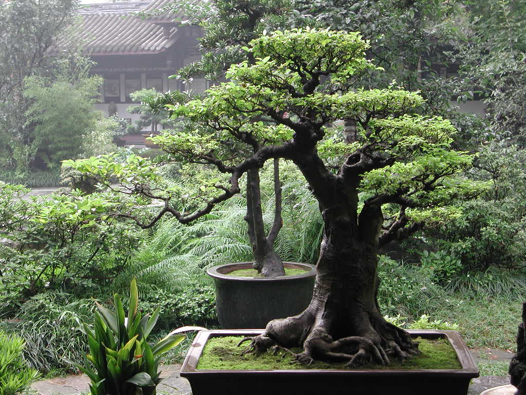 how to make bonsai tree