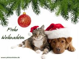 Pferde-Tiere-Gesundheit-Soziales-Zeitgeist: Fröhliche Weihnachten für