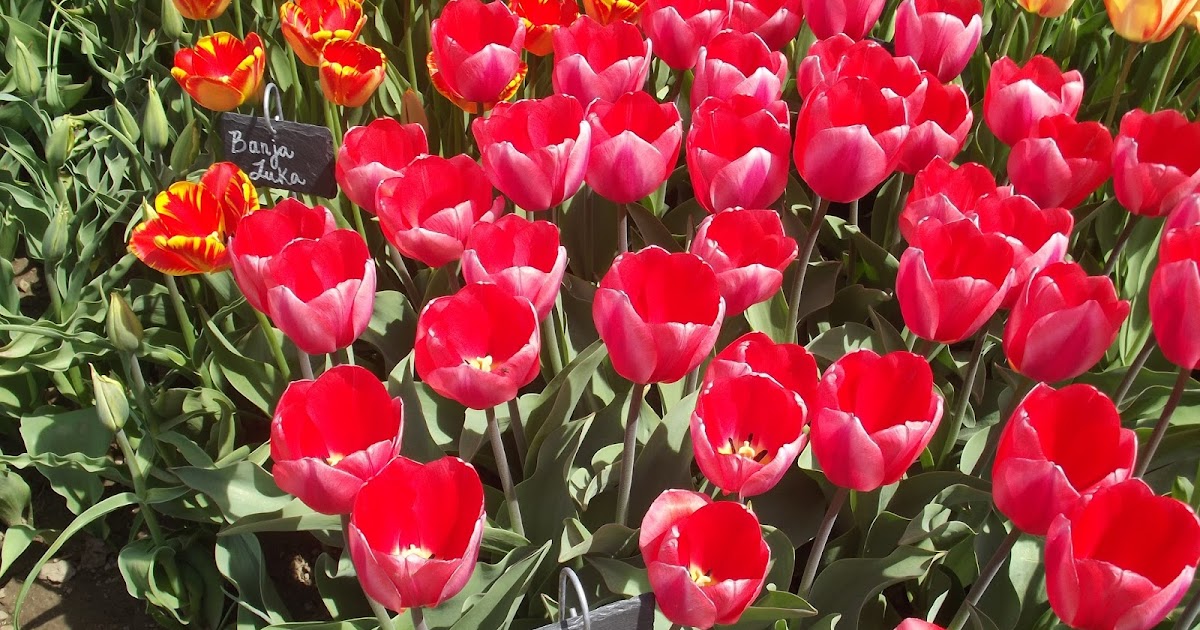 The Old Granite Step Wicked Tulips Flower Farm; Johnston, Rhode Island