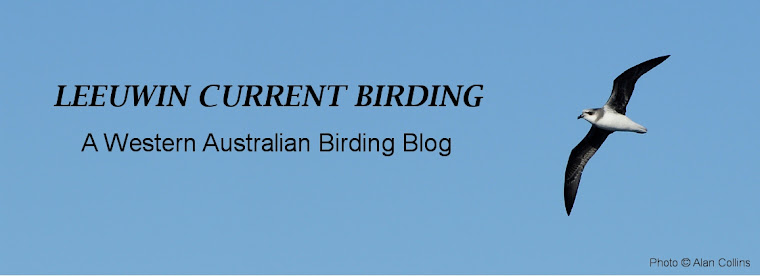 Leeuwin Current Birding