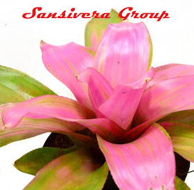 ANEKA BROMELIA BROMELIA-PINK-JELLY