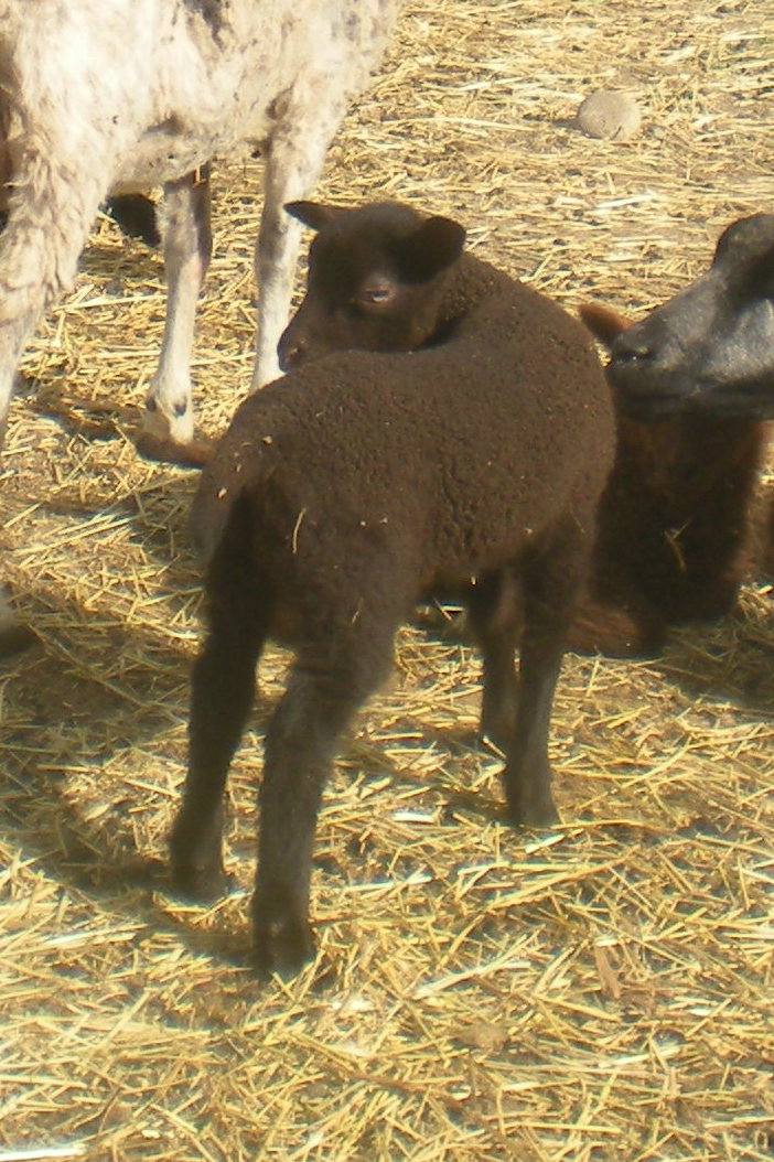 RAMSAY FARMS ram lamb for sale and a moorit ewe