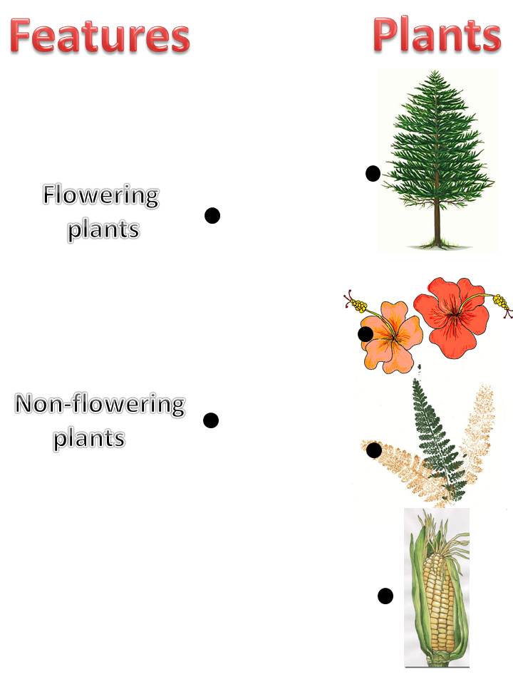 Venture into the Wonderful World of Plants: Worksheet 2