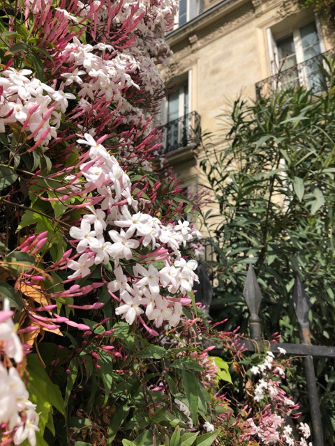 April Flowers in Bordeaux