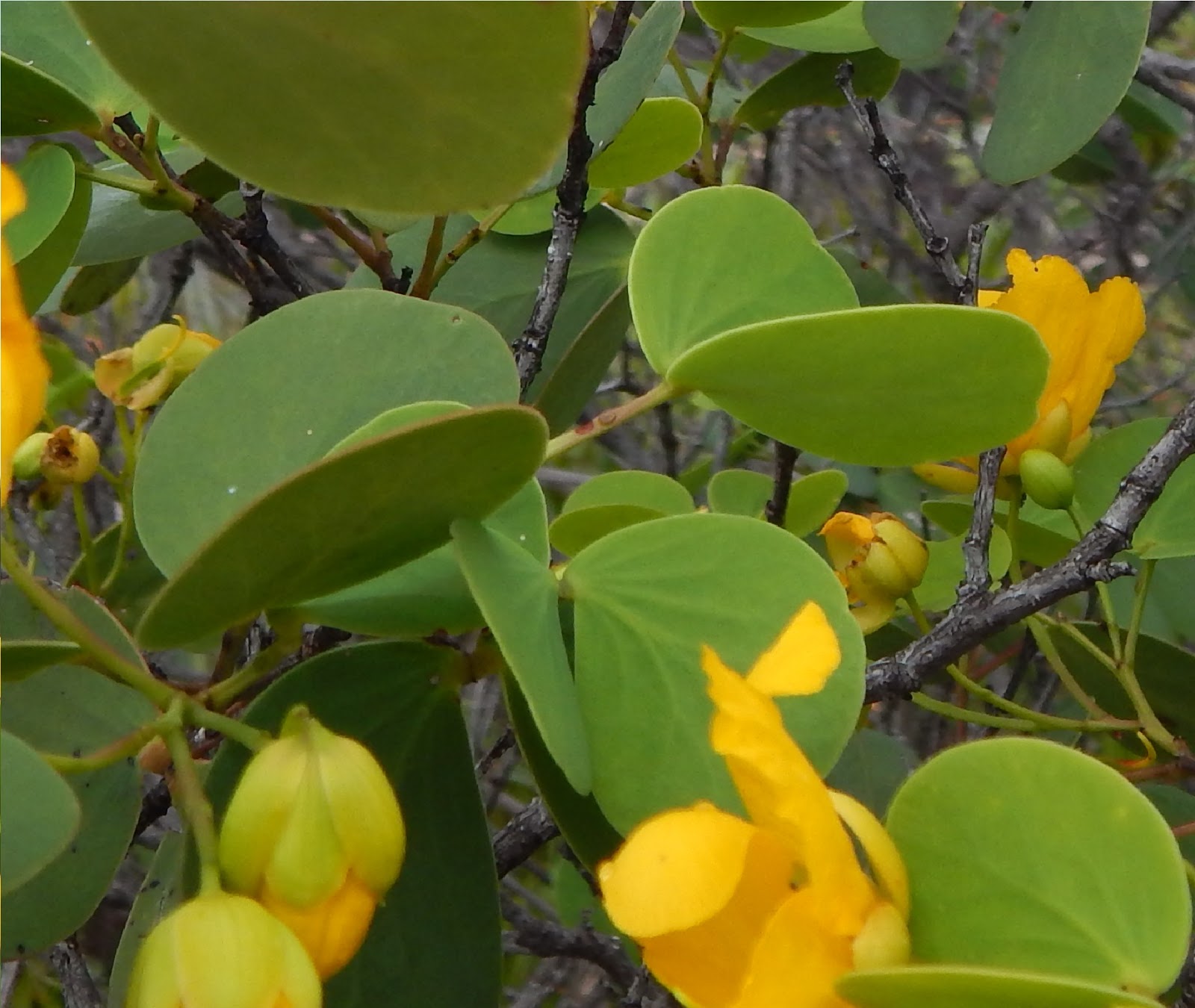 The Flowering plants Leguminosae Fabaceae Caesalpinioideae