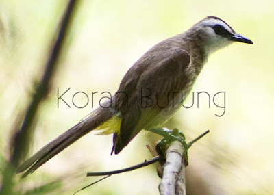 Tips Merawat Burung Trucukan / Trocokan Agar Cepat Gacor Dan Ngeropel ialah sejenis burung pengicau dari suku Pycnonotidae Tips Merawat Burung Trucukan / Trocokan Agar Cepat Gacor Dan Ngeropel