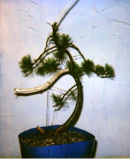 Jupp`s Bonsai- Blog: Kiefer, wie sie mal aussah und jetzt überarbeitet