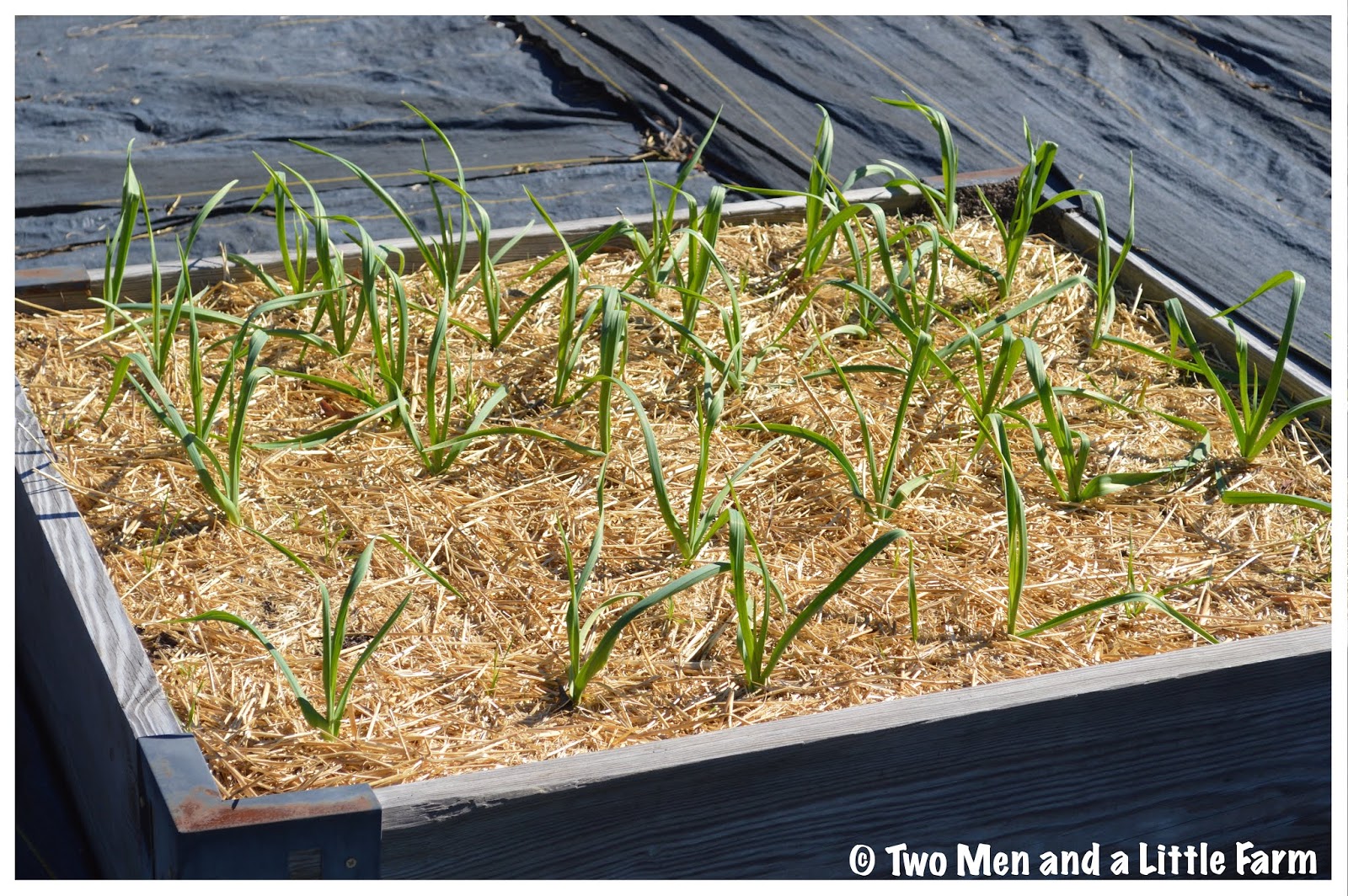 Two Men and a Little Farm THE WEEKEND AND COLLARD GREENS QUESTION