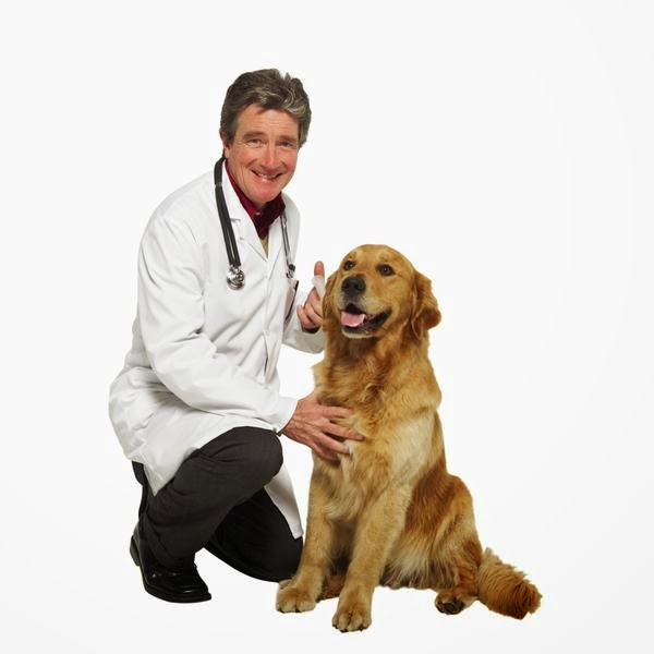 Jenis dan Macam-macam Penyakit Anjing | Mengenal Binatang Anjing