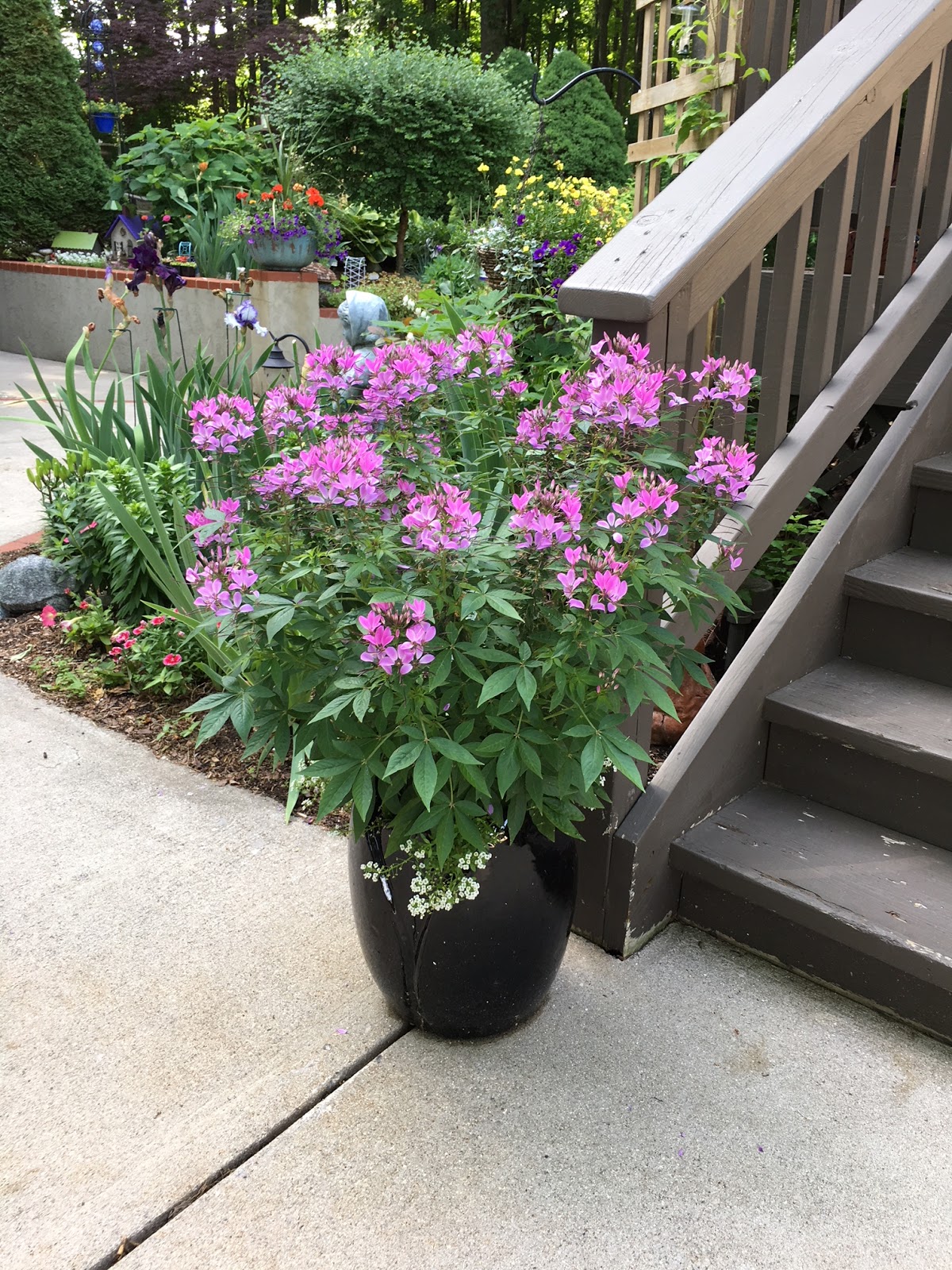 My Petal Press Garden Blog Spiraea Goldflame Favorite Small Shrub