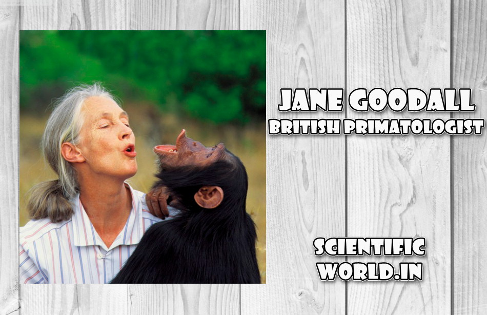 British primatologist Jane Goodall