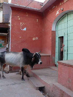 Indiaren ametsa (El sueño de India) - Blogs de India - Día 2. De Delhi a Nawalgarh. (10)
