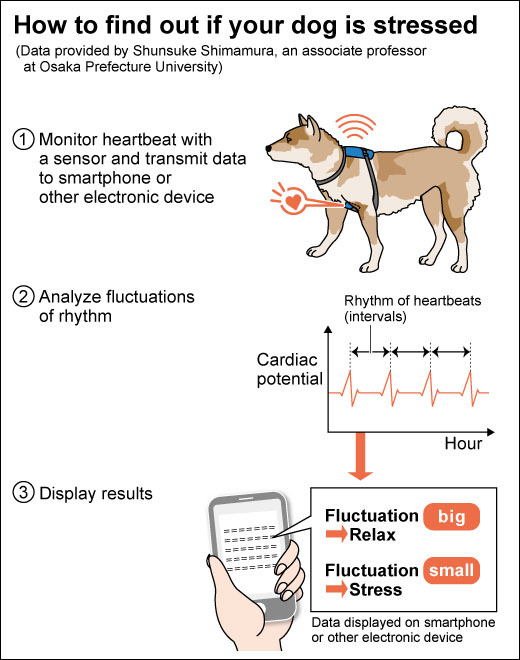 Paradigm InfoStream HEALTH New Heart Sensor Detects Stress in Dogs