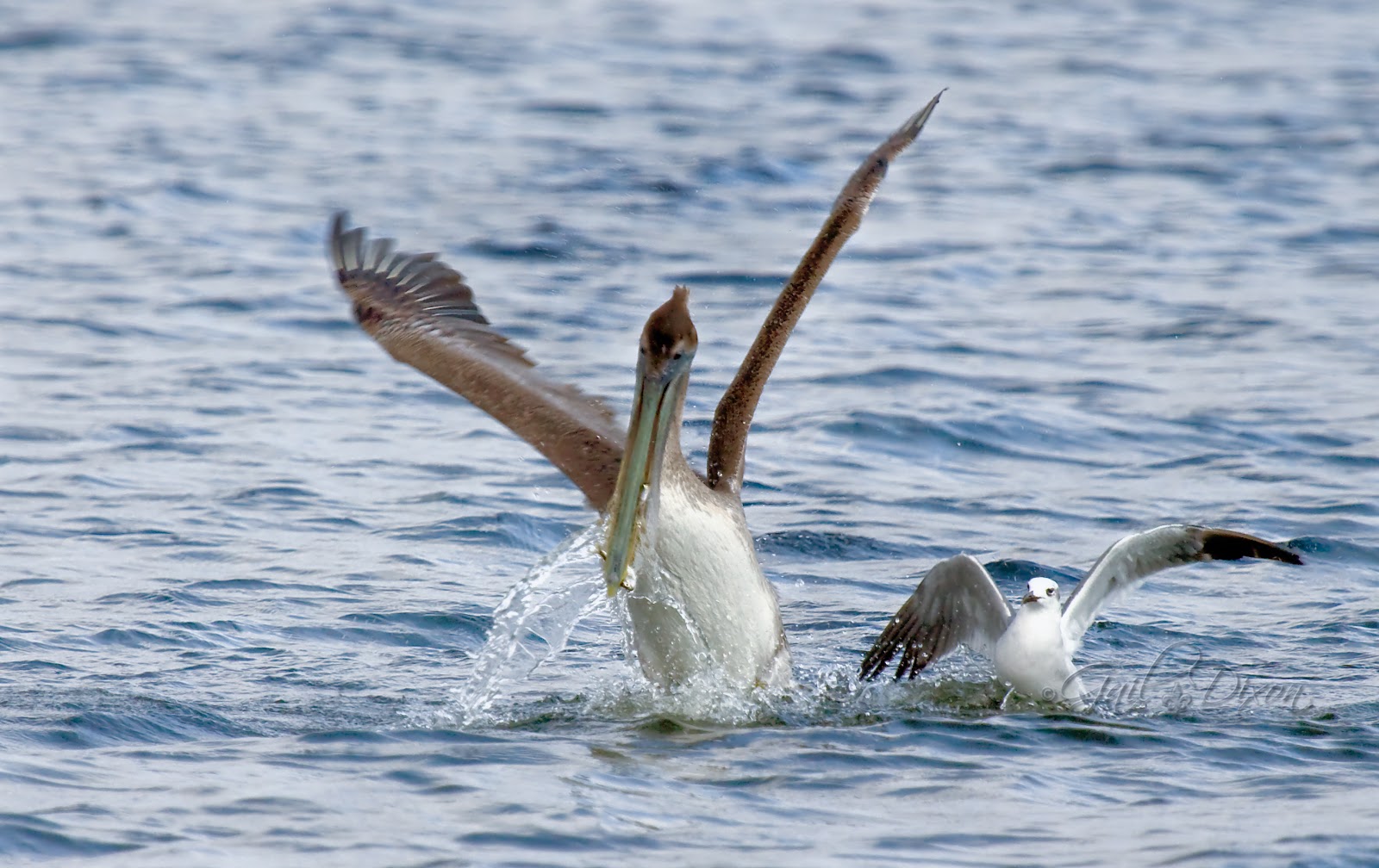Louisiana Belle: Brown Pelican Facts