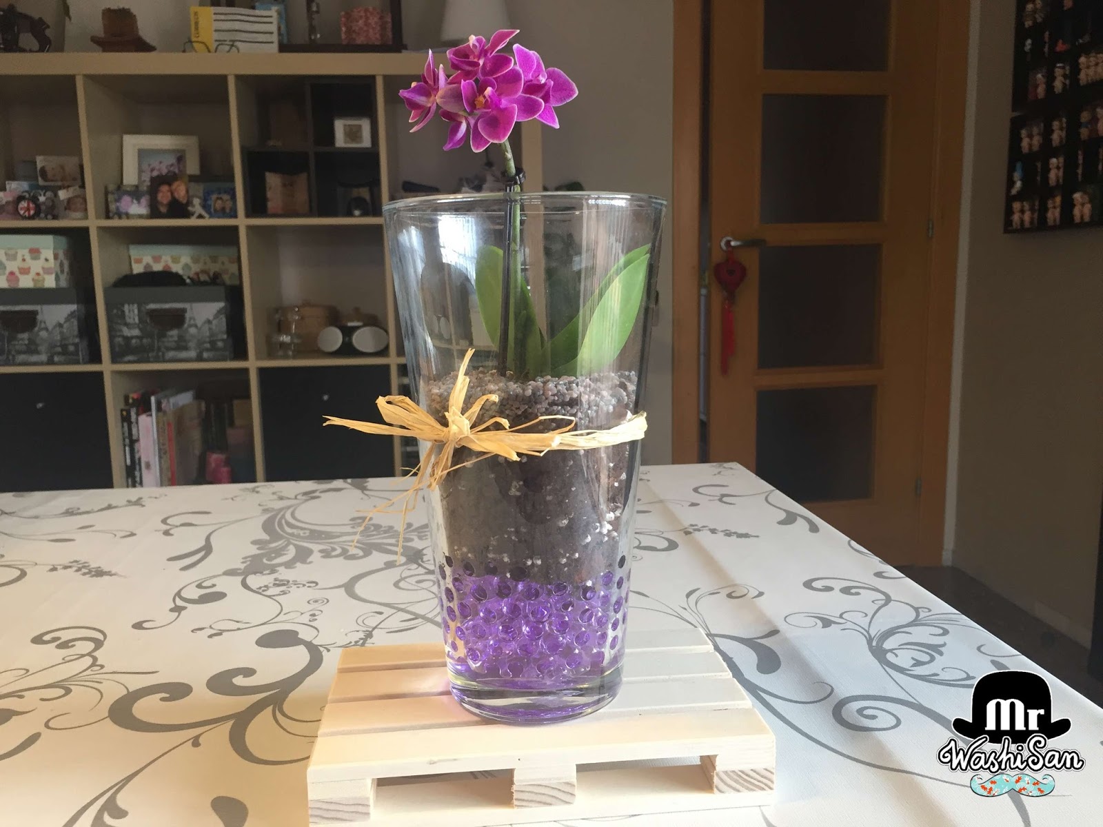 Mr WashiSan: Plantación de una orquídea mariposa con gel de colores en