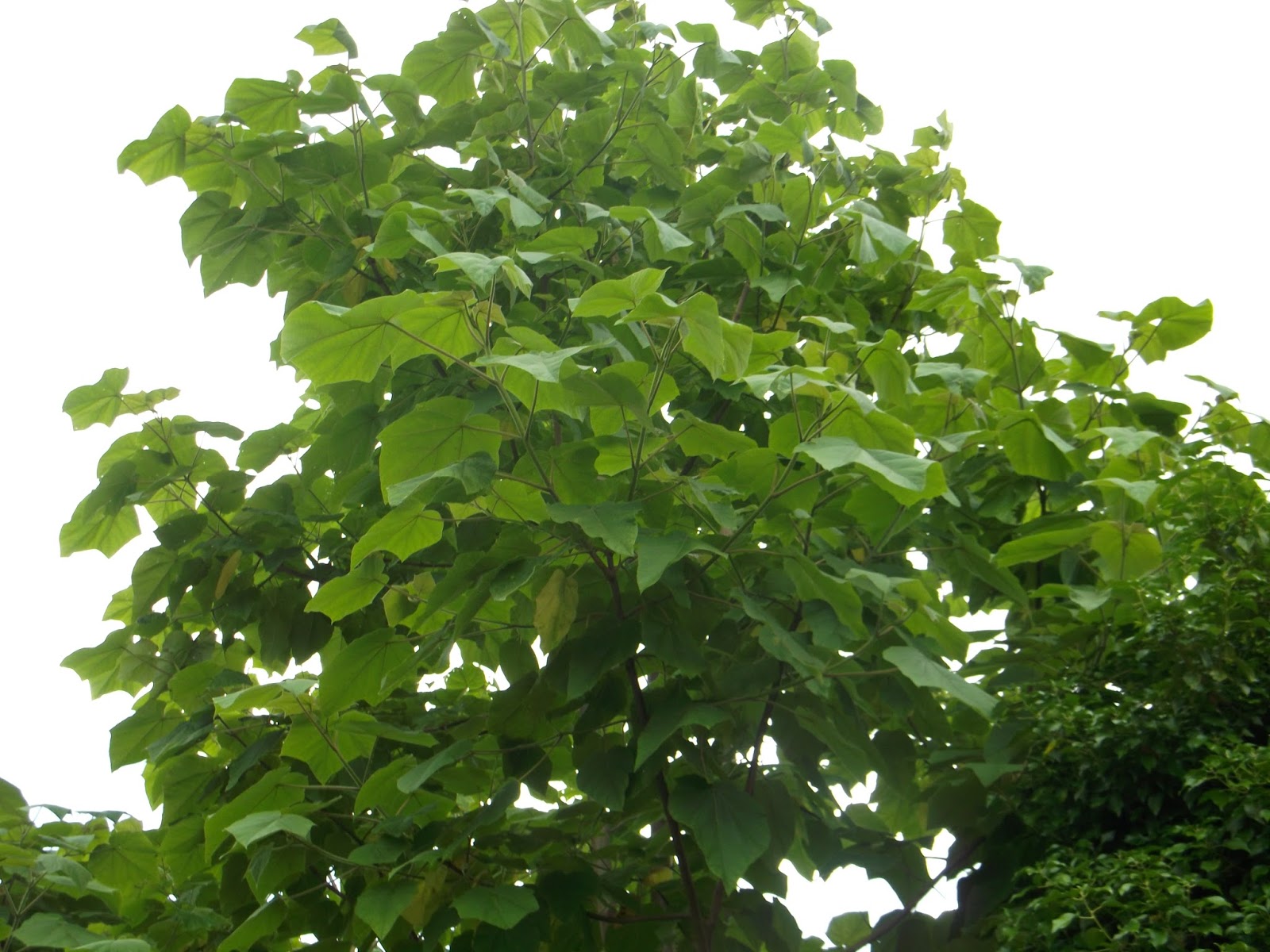 The pruning expert Pruning Paulownia tomentosa