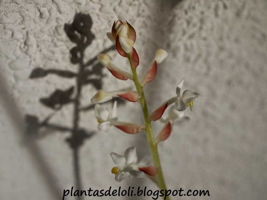 Flor De Ludisia Red Velvet