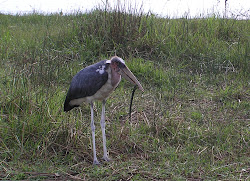 birds africa east tanzania wing rwanda earth park tarangire ostriches national flamingos np storks