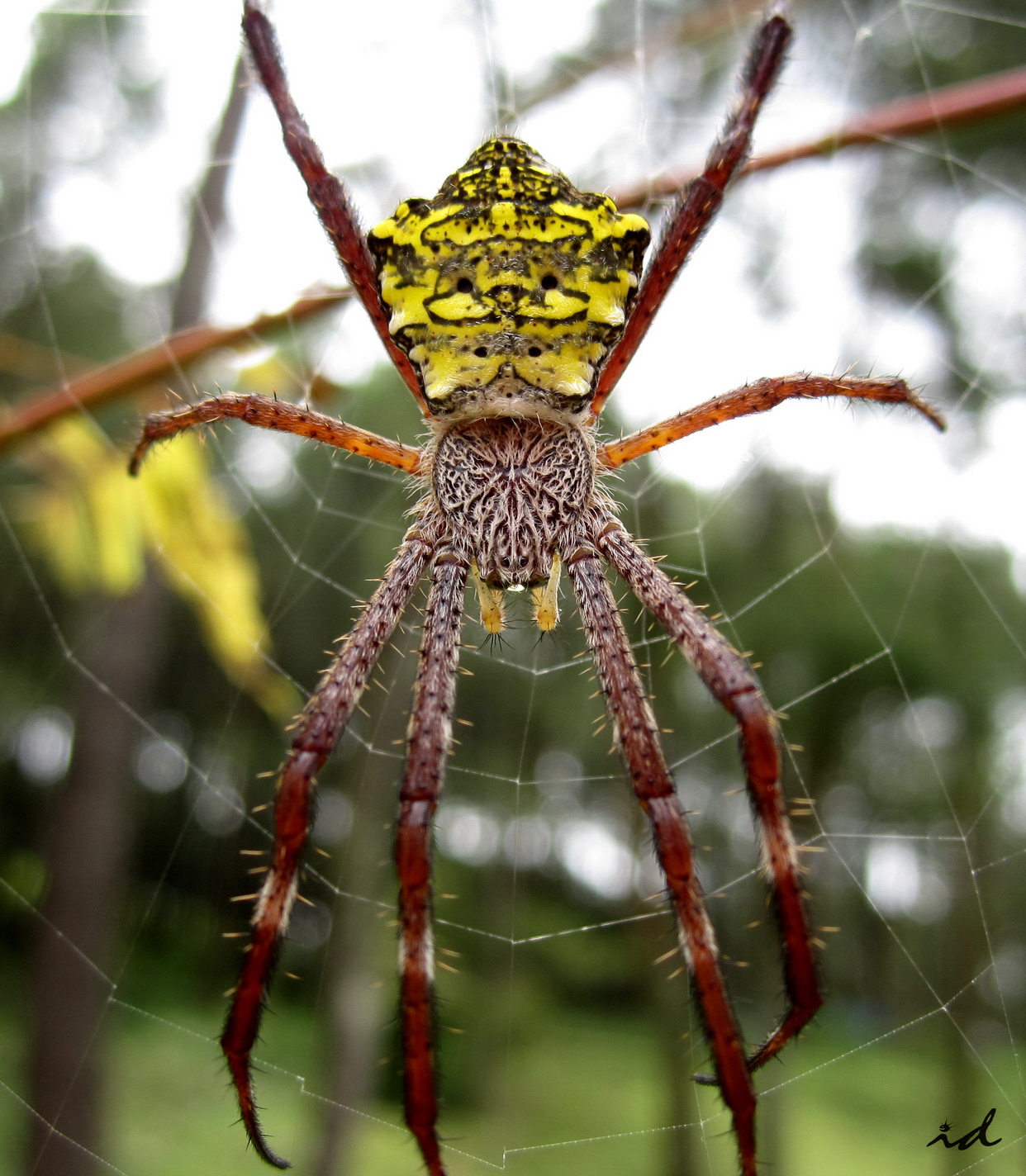 Определить вид паука. Аргиопа Брюнниха паутина. Паук Аргиопа. Аргиопа паук гигантский. Желтый паук Тайланд.