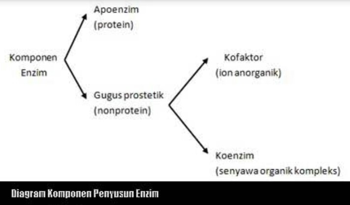 Komponen Penyusun Dan Sifat Sifat Enzim