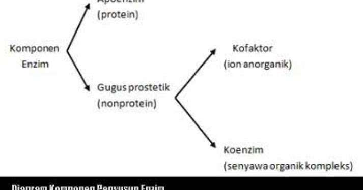 Sebutkan sifat sifat enzim