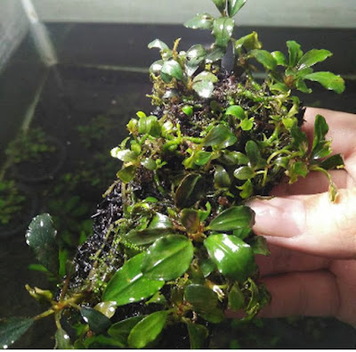 Tanaman Aquascape Tanpa CO2 Tanaman Aquascape Tanpa CO2