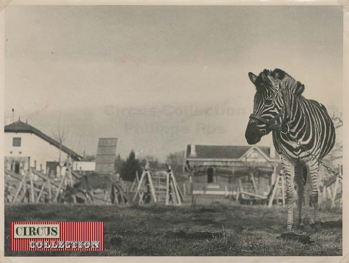 Ancienne carte postale d'un cirque inconnu, Zebre et gradins