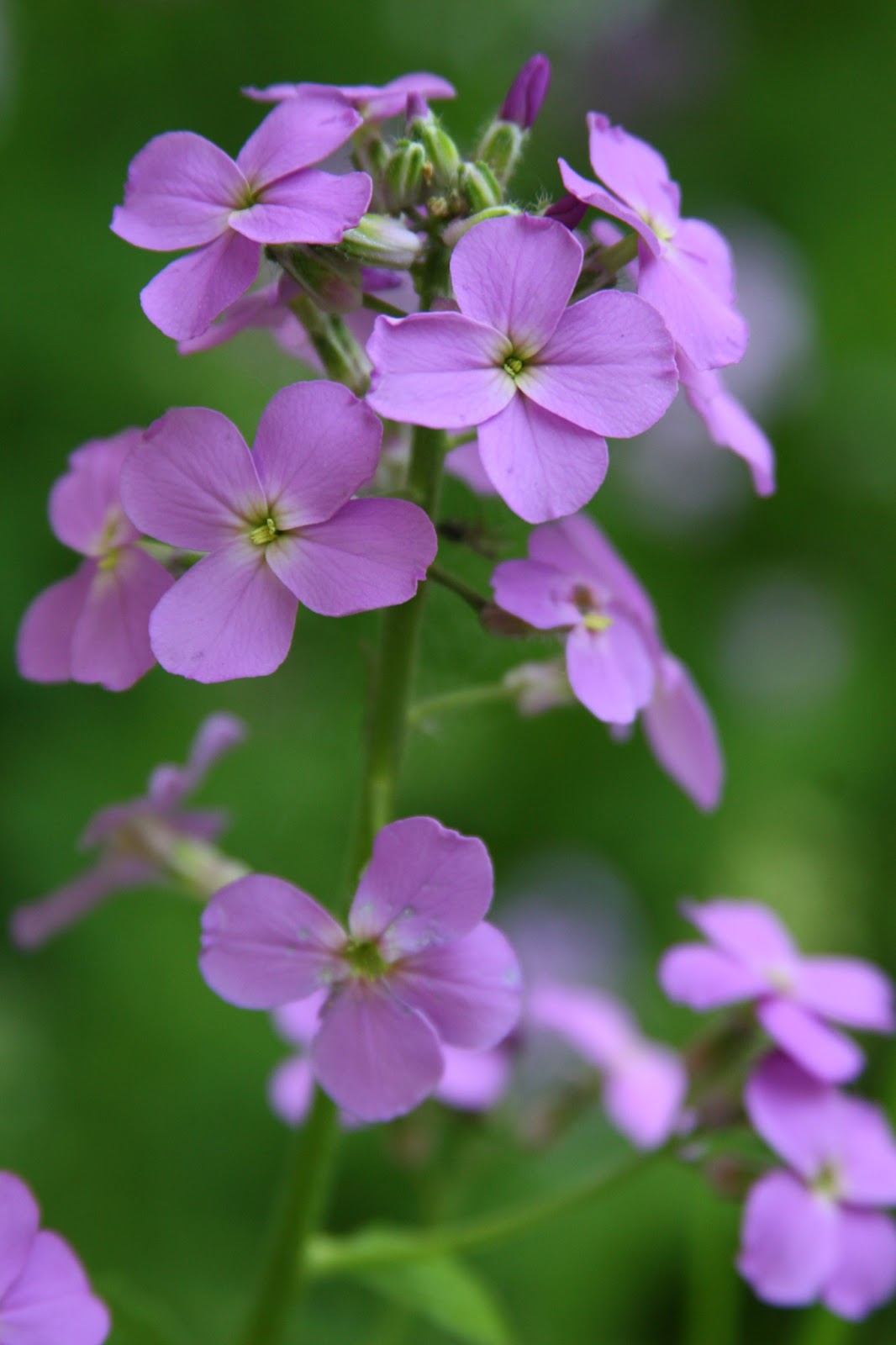 Isabella Conservation District Environmental Education Program: We don