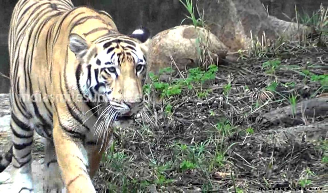 Discovery Channel Animals Attack Wallpapers Gallery