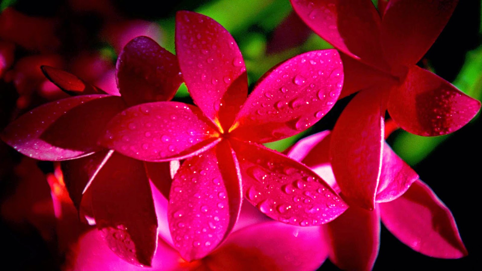 15 Most Beautiful HD Flower Walpaper for your Mobile, Tab, Desktop
