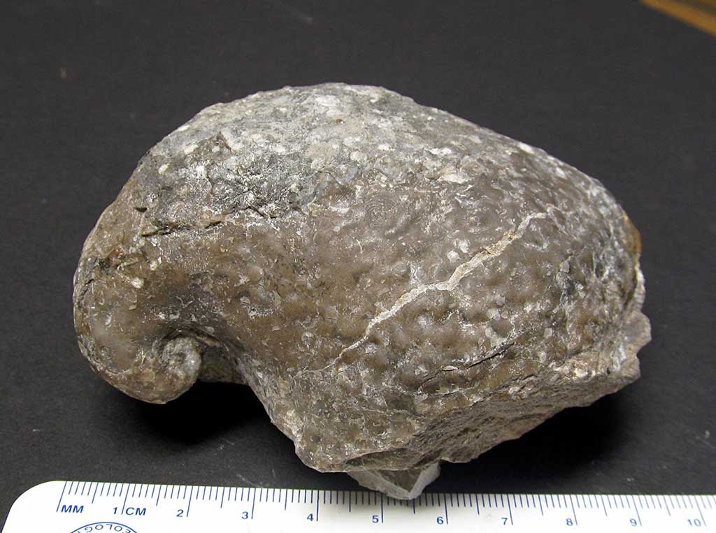 Louisville Fossils and Beyond Platyceras dumosum pileum Snail Fossil