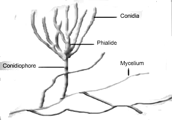 Gambar Deuteromycotina Lichenes Materi Soal Ipa Sma Jamur