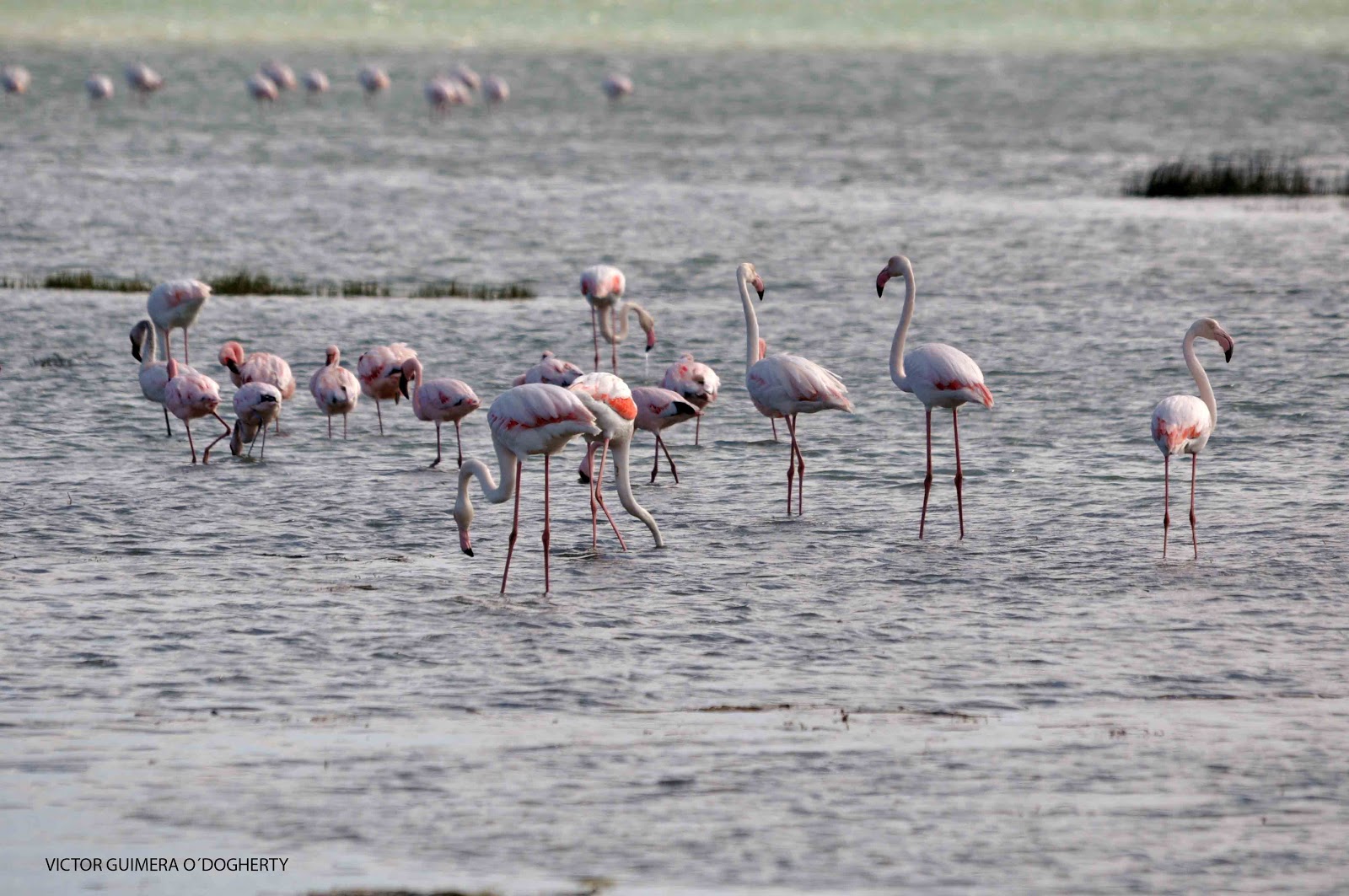 Mis imágenes de aves: IMAGENES DEL FLAMENCO ROSA