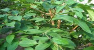 Manfaat dan khasiat daun salam bagi kesehatan