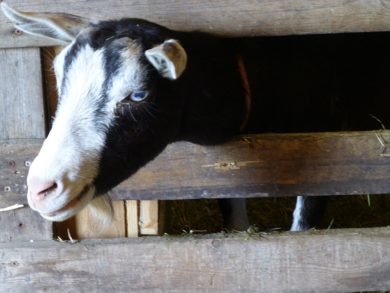 Rural Revolution: Interviewing a goat farmer