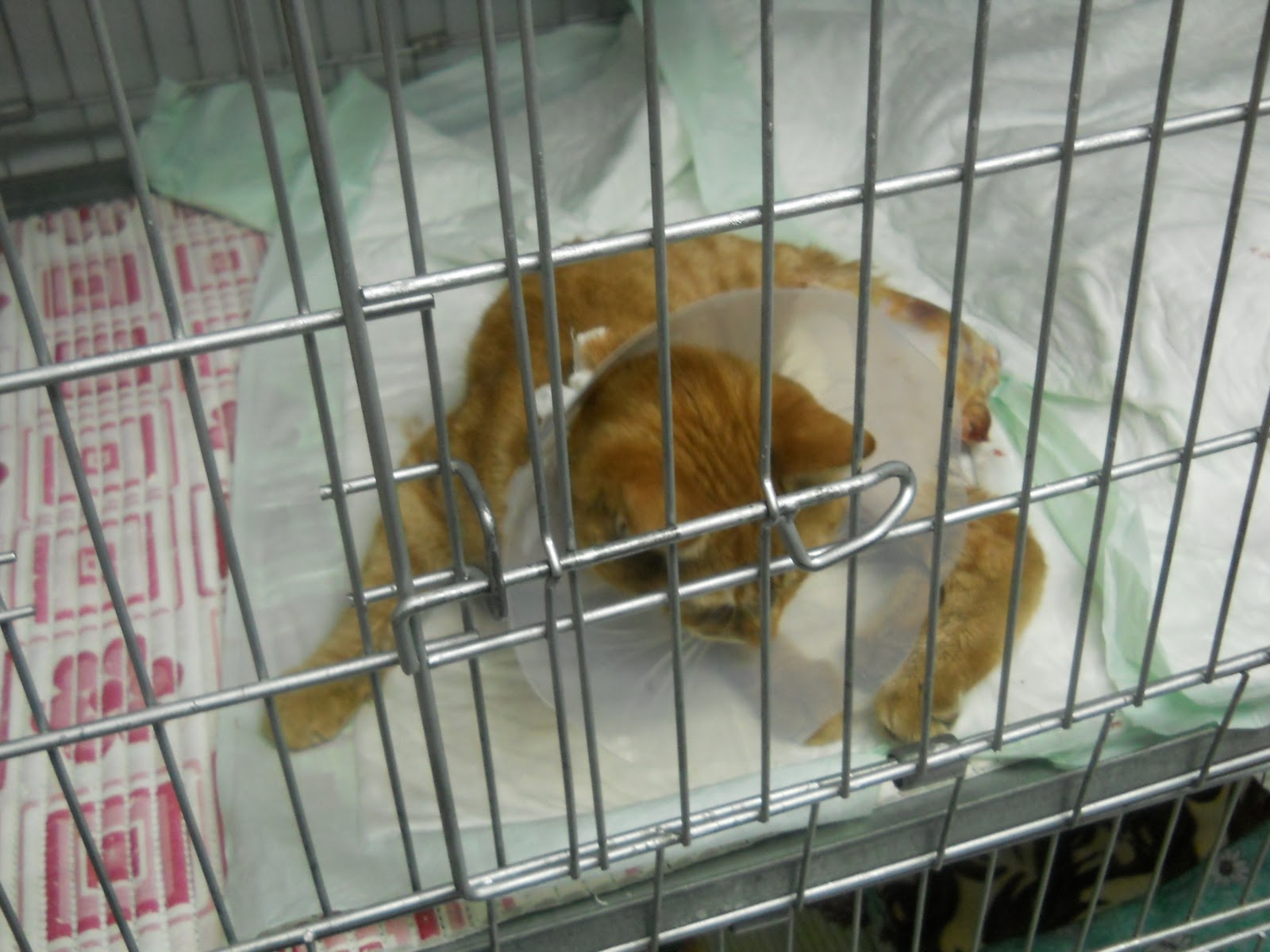 big cat�s diary deliberte kedi servisi Ata birimi