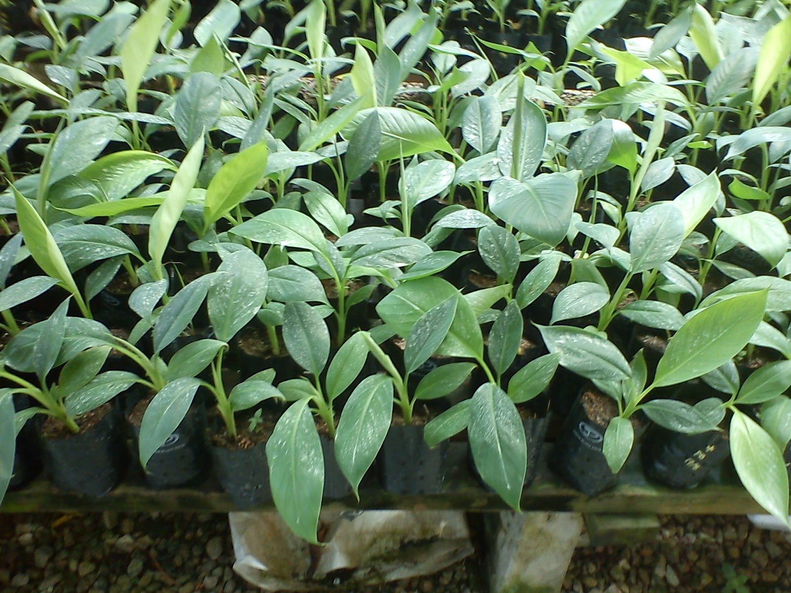 JOHOR PLANT TECH SDN BHD PISANG