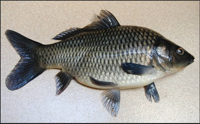 Ini Dia 40 Jenis Ikan Konsumsi Air Tawar Beserta Gambarnya