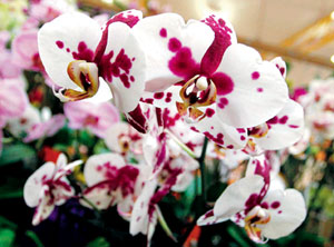 asyieq2lieza Tips Tanam Pokok Bunga  Orkid 